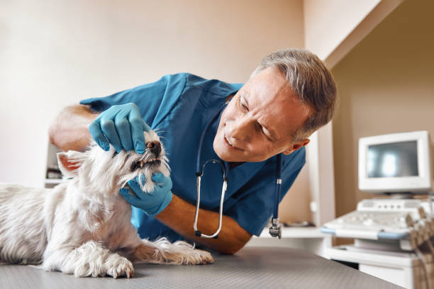 Best Emergency Root Canal Treatment in Mount Hermon, CA